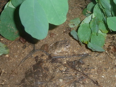 Sclerophrys gutturalis