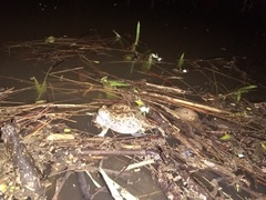 Physalaemus biligonigerus