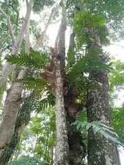 Drynaria quercifolia