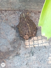 Rhinella dorbignyi