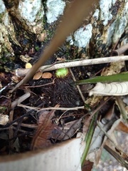 Drynaria quercifolia