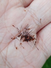 Drynaria quercifolia