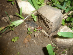 Arthroleptis stenodactylus