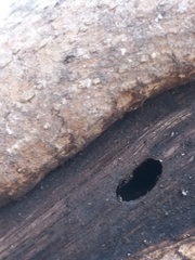 Technomyrmex vitiensis