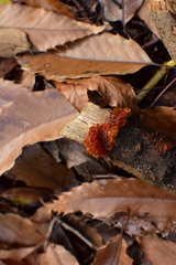 Phaeotremella fimbriata