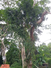 Ficus subgelderi