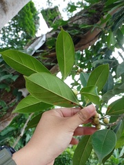 Ficus subgelderi