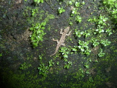 Hemidactylus mabouia