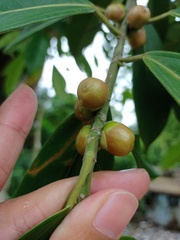 Ficus subgelderi