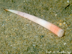 Antalis inaequicostata