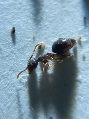 Technomyrmex vitiensis