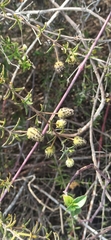 Lippia rosmarinifolia