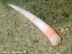 Antalis inaequicostata