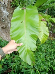 Asplenium musifolium