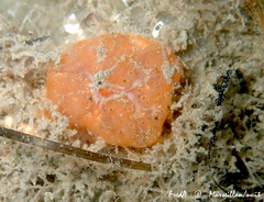 Aplidium nordmanni