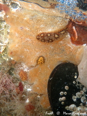 Aplidium nordmanni