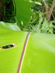 Asplenium musifolium