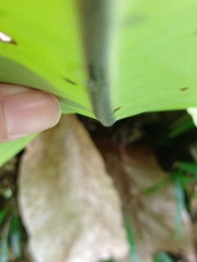 Asplenium musifolium