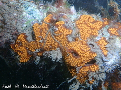 Botrylloides diegensis