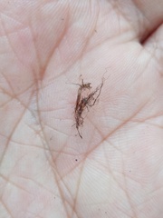 Asplenium musifolium