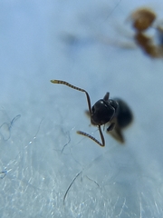 Technomyrmex vitiensis