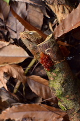 Phaeotremella fimbriata