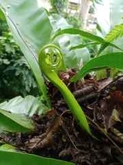 Asplenium musifolium