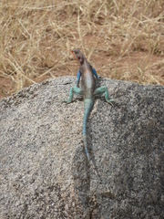 Agama dodomae