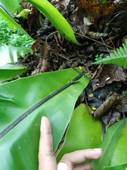 Asplenium musifolium