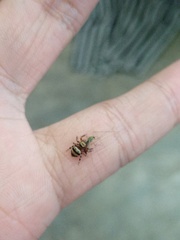 Thorelliola ensifera