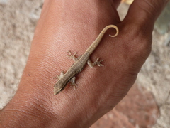 Lygodactylus capensis