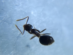 Technomyrmex vitiensis