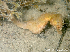 Hippocampus hippocampus