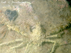 Inachus communissimus