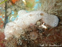 Lissoclinum perforatum