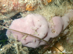 Lissoclinum perforatum