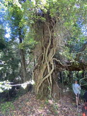 Hydrangea serratifolia
