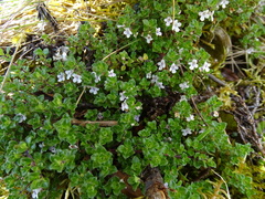Clinopodium nubigenum
