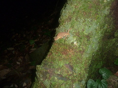 Rieppeleon brevicaudatus