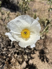 Argemone hunnemannii