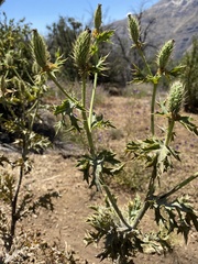 Argemone hunnemannii