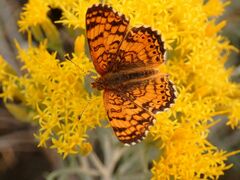 Phyciodes mylitta