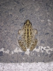 Leptodactylus macrosternum