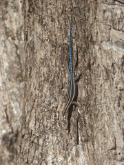Holaspis laevis
