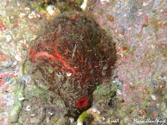 Microcosmus polymorphus