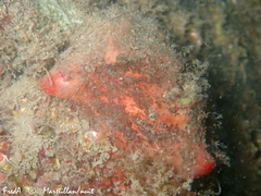 Microcosmus polymorphus