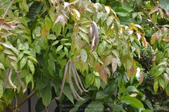 Dolichandrone spathacea