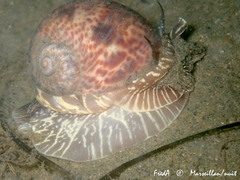 Naticarius hebraeus