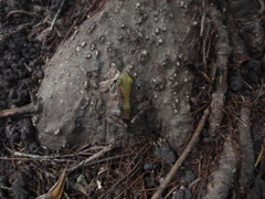 Phrynobatrachus acridoides