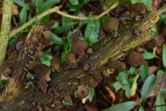 Auricularia heimuer
